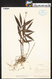 Epidendrum paniculatum image