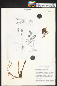 Epidendrum paniculatum image