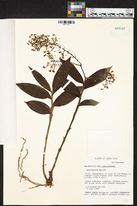 Epidendrum paniculatum image