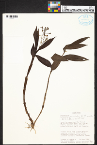 Epidendrum paniculatum image