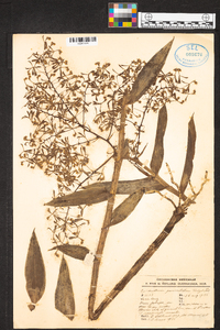 Epidendrum paniculatum image