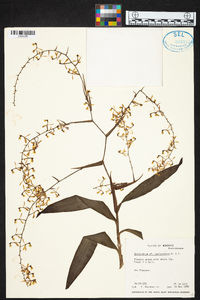 Epidendrum paniculatum image