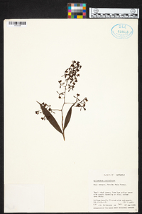 Epidendrum paniculatum image