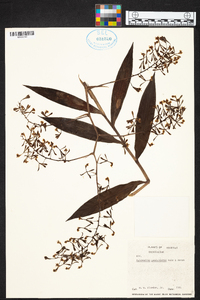 Epidendrum paniculatum image