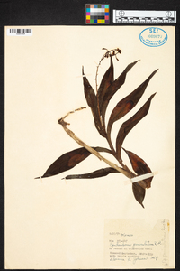 Epidendrum paniculatum image