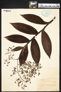 Epidendrum paniculatum image