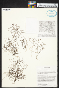 Epidendrum paranthicum image