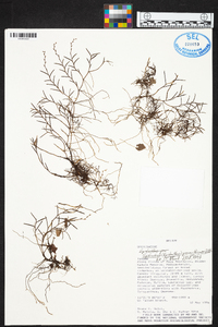 Epidendrum paranthicum image