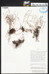 Epidendrum paranthicum image