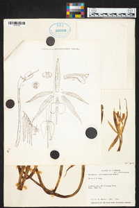 Epidendrum parkinsonianum image