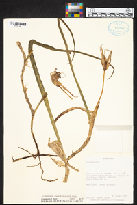 Epidendrum parkinsonianum image