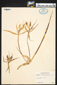 Epidendrum parkinsonianum image