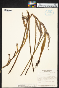 Epidendrum parkinsonianum image