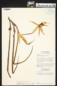 Epidendrum parkinsonianum image