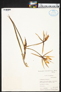 Epidendrum parkinsonianum image