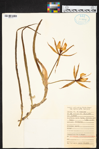 Epidendrum parkinsonianum image