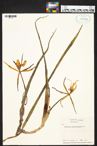 Epidendrum parkinsonianum image