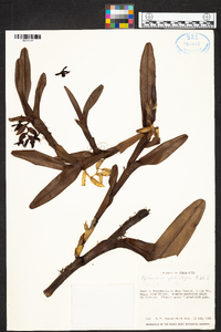 Epidendrum platystigma image