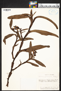 Epidendrum platystigma image