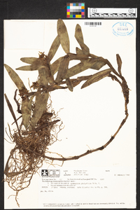 Epidendrum platystigma image