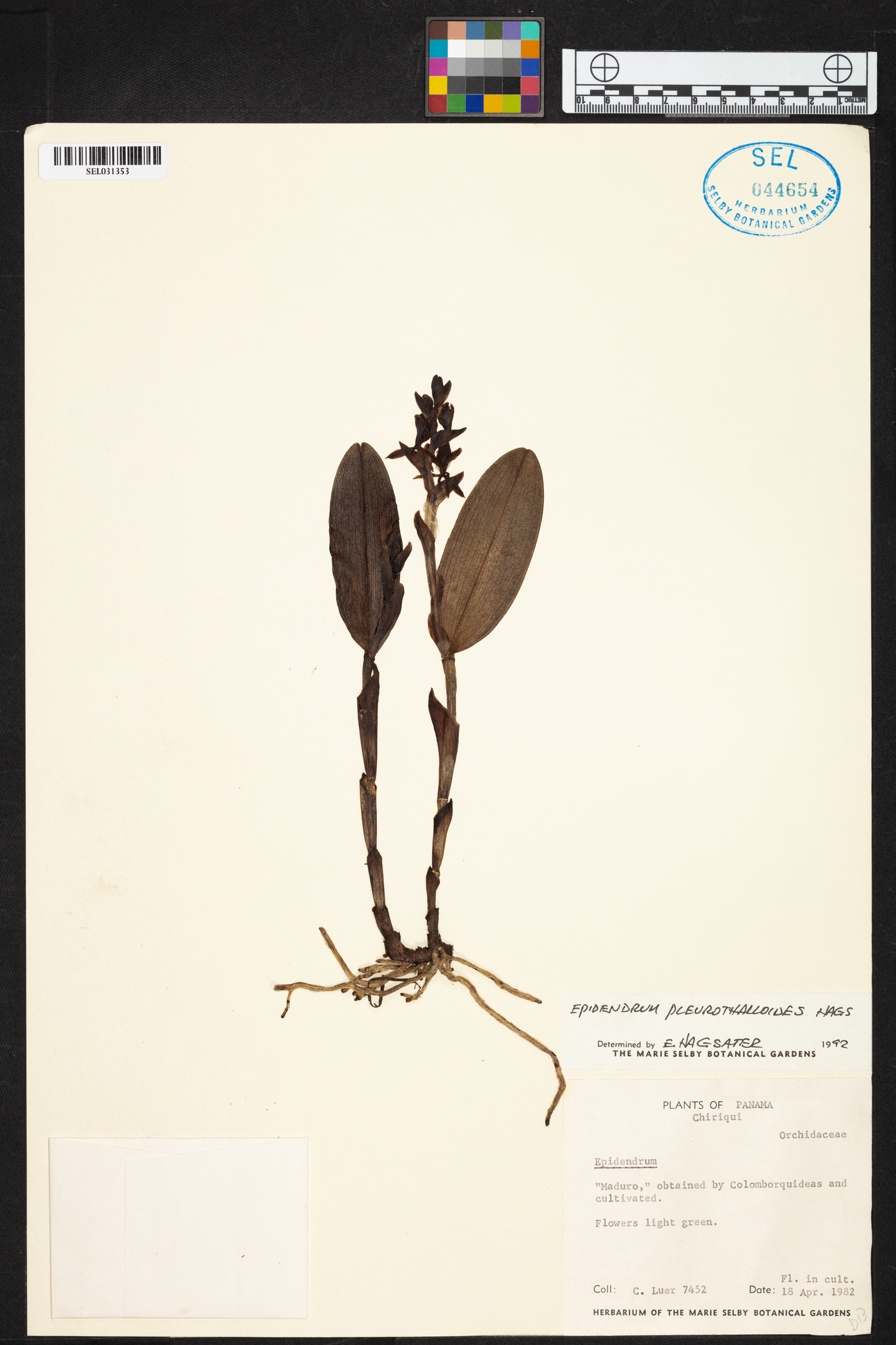 Epidendrum pleurothalloides image