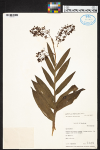 Epidendrum polyanthum image