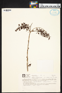 Epidendrum polyanthum image