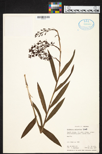 Epidendrum polyanthum image