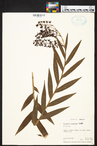 Epidendrum polyanthum image