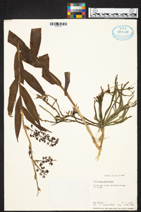 Epidendrum polyanthum image