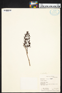 Epidendrum polyanthum image