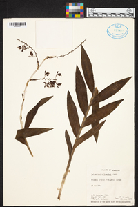 Epidendrum polyanthum image