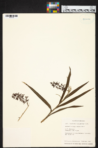 Epidendrum polyanthum image