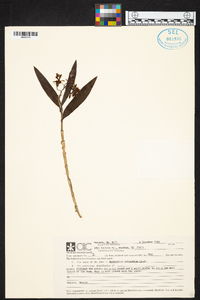 Epidendrum polyanthum image