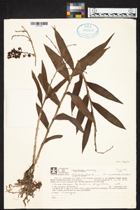 Epidendrum polyanthum image