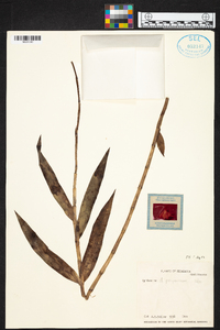 Epidendrum polyanthum image