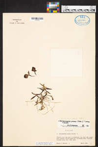 Epidendrum porpax image