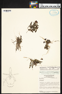 Epidendrum porpax image