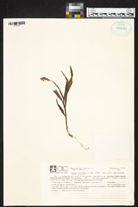 Epidendrum powellii image