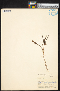 Epidendrum propinquum image