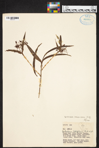 Epidendrum propinquum image