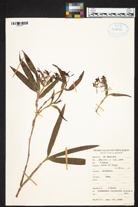 Epidendrum propinquum image