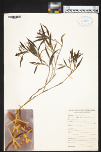 Epidendrum propinquum image