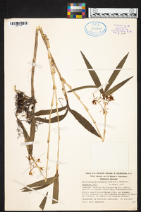 Epidendrum propinquum image