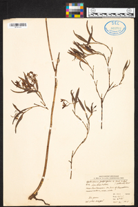 Epidendrum propinquum image