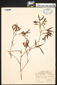 Epidendrum propinquum image