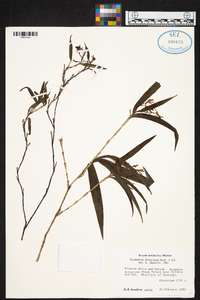 Epidendrum propinquum image