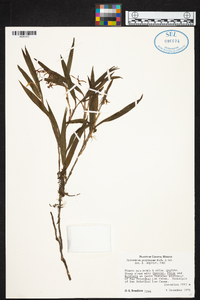 Epidendrum propinquum image