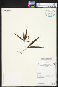 Epidendrum propinquum image