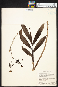 Epidendrum pseudepidendrum image